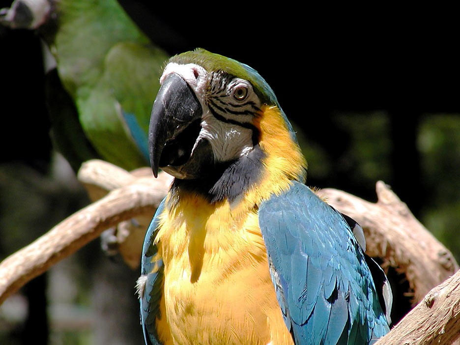 Tropical Parrot
