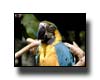 Tropical Parrot