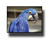 Blue Parrot