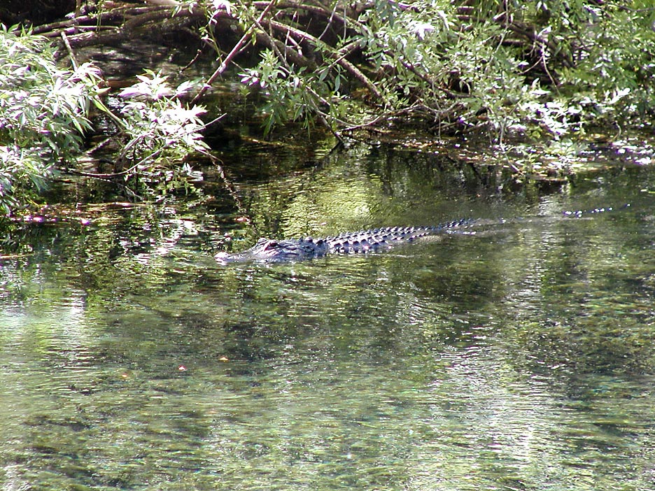 Croc