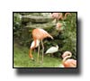 Real Pink Flamingos