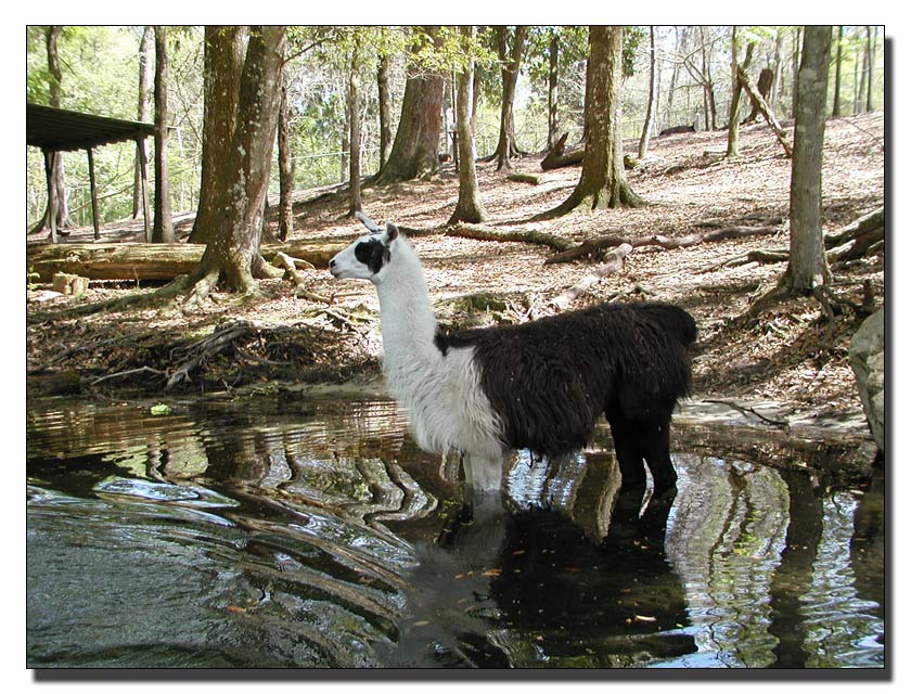Llama