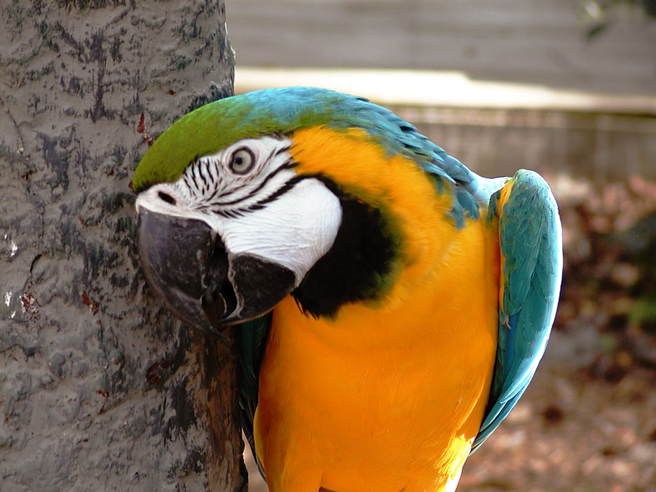 Tropical Bird
