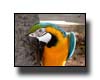 Tropical Bird