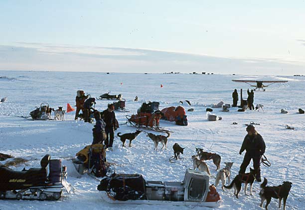 The Dog Yard at Safety, Alaska.