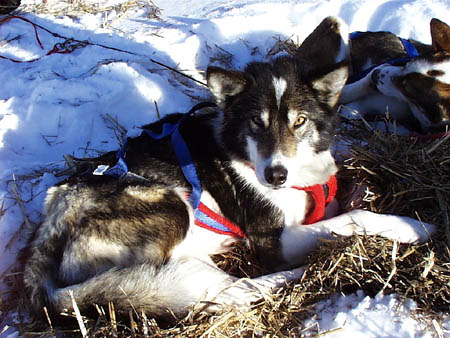 Sled Dog.