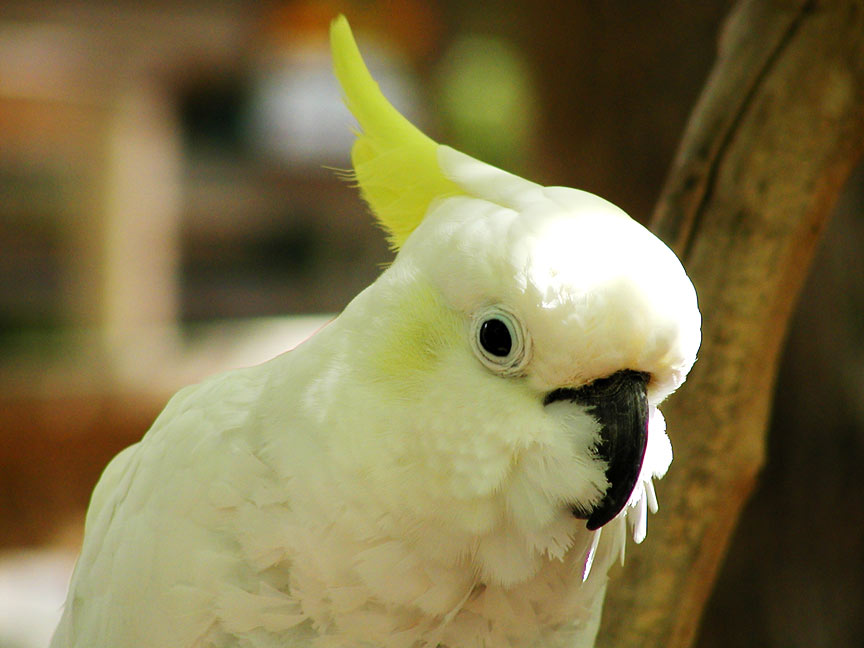 Tropical Bird