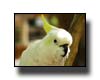 Tropical Bird